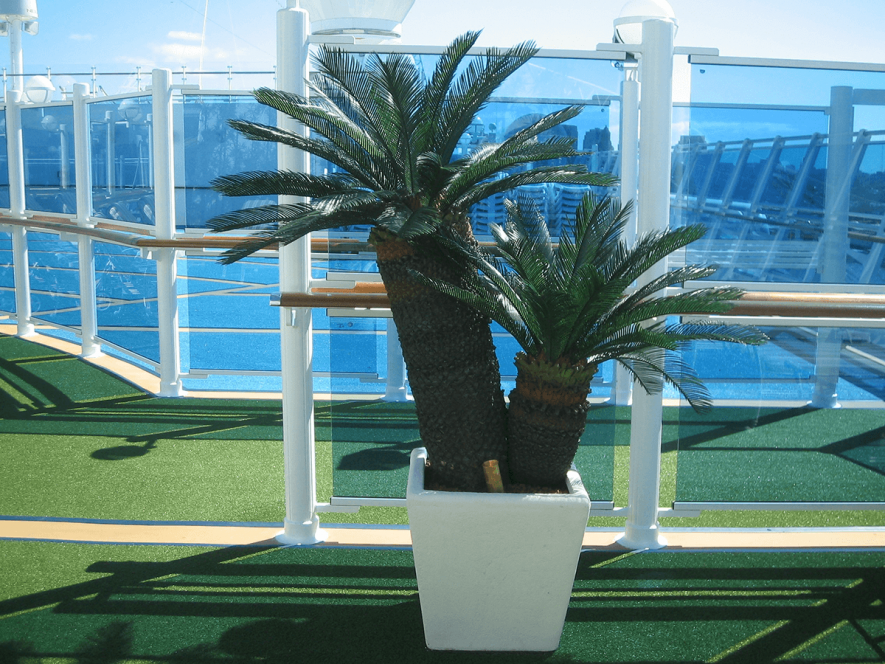 Artificial Sago Palm Trees on Cruise Ship