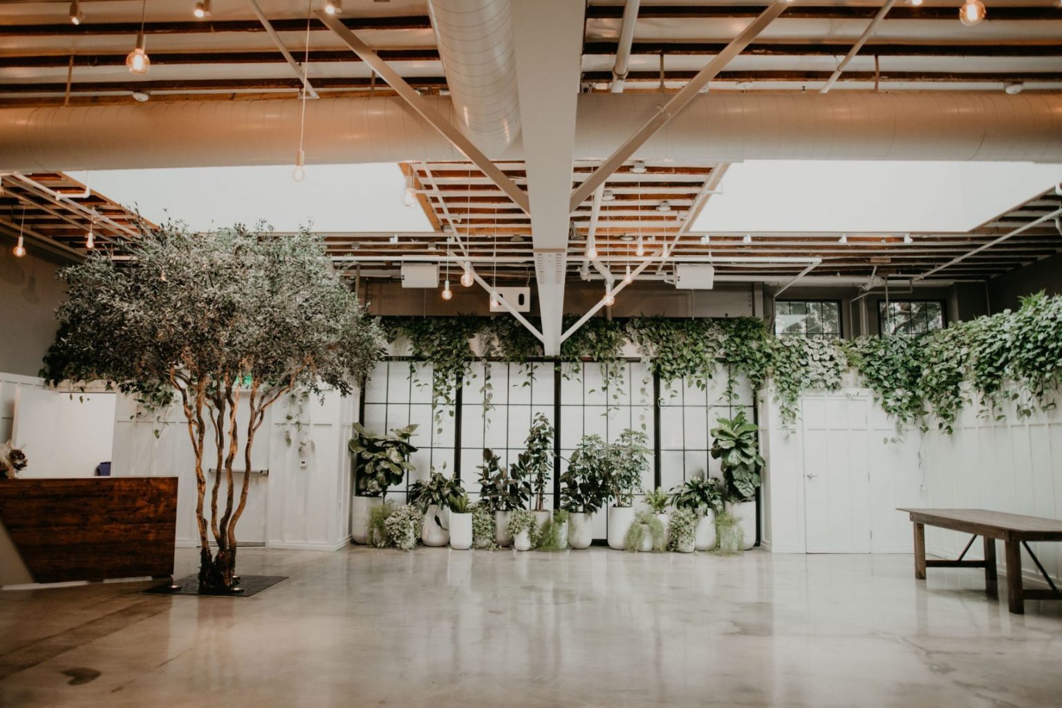 Mediterranean Olive Tree for San Diego Venue | TreeScapes & PlantWorks