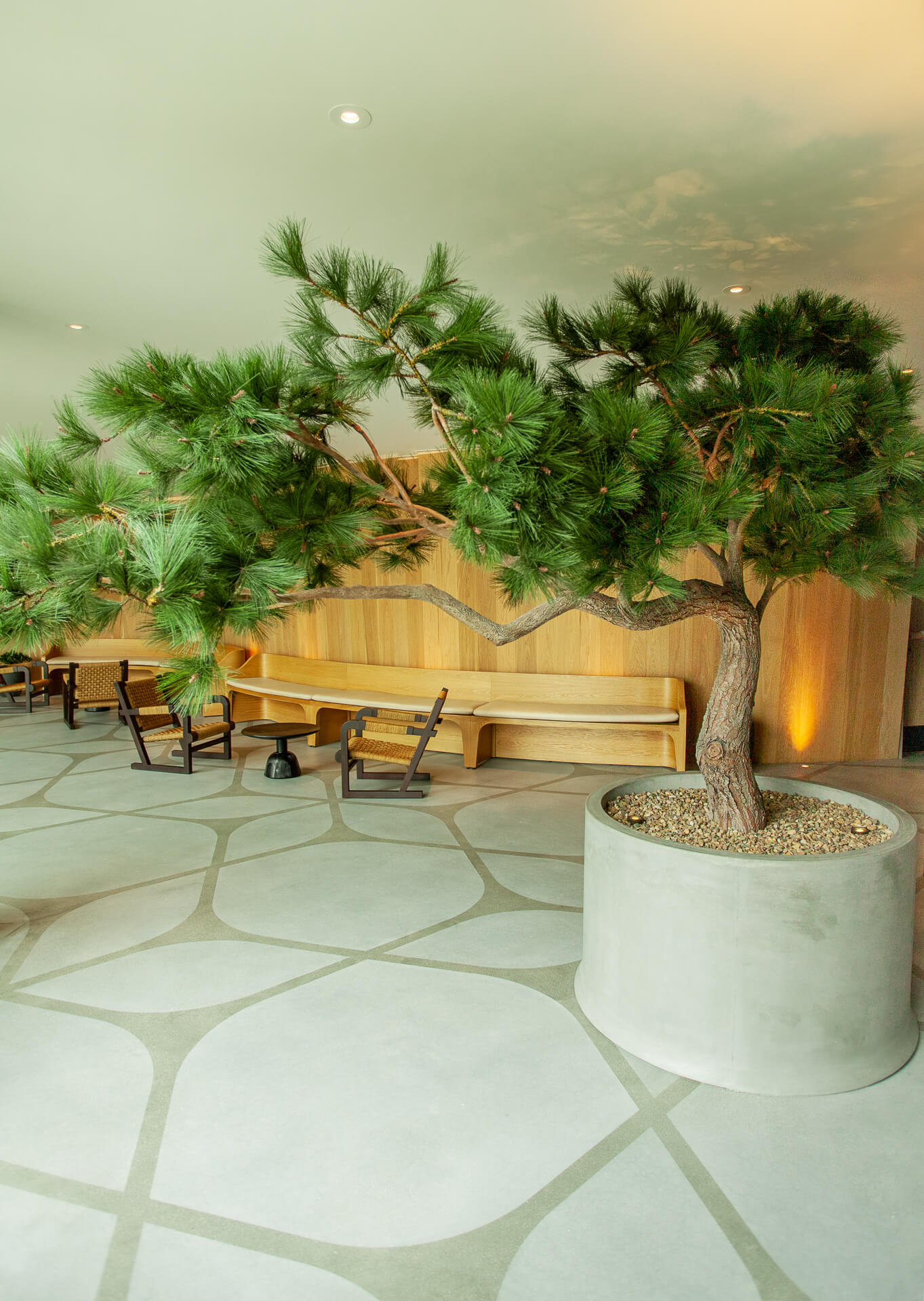 Alila Marea Resort Torrey Pine Tree near lobby seating area