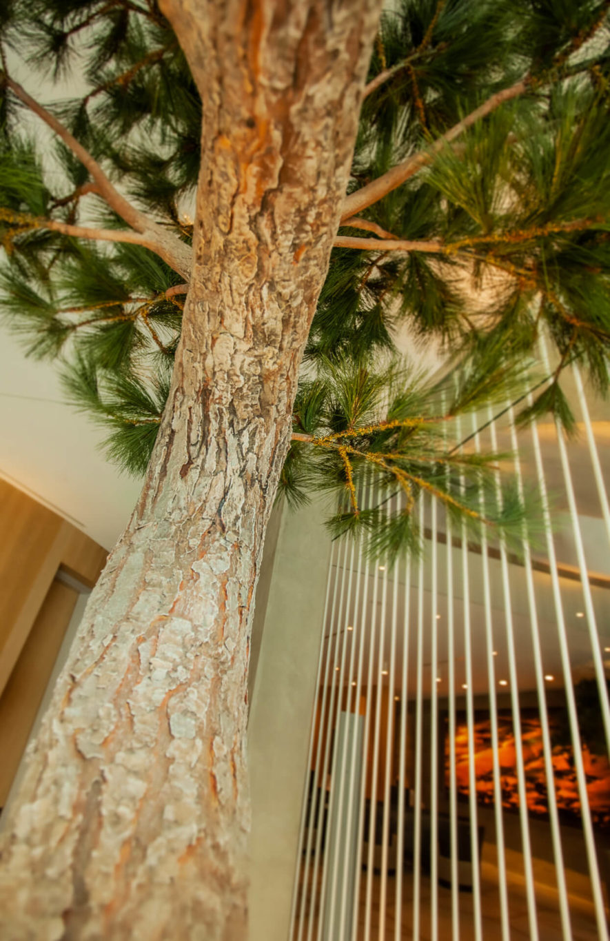 Close up of Alila Marea Resort Torrey Pine Tree showing bark detail