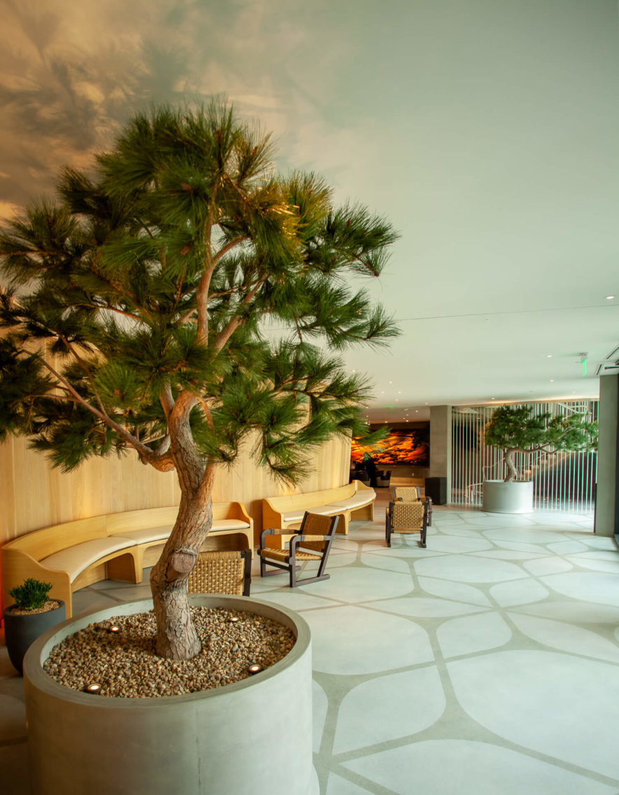 Alila Marea Resort Torrey Pine Tree in lobby