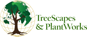 Artificial and Preserved Trees and Plants Company | TreeScapes & PlantWorks