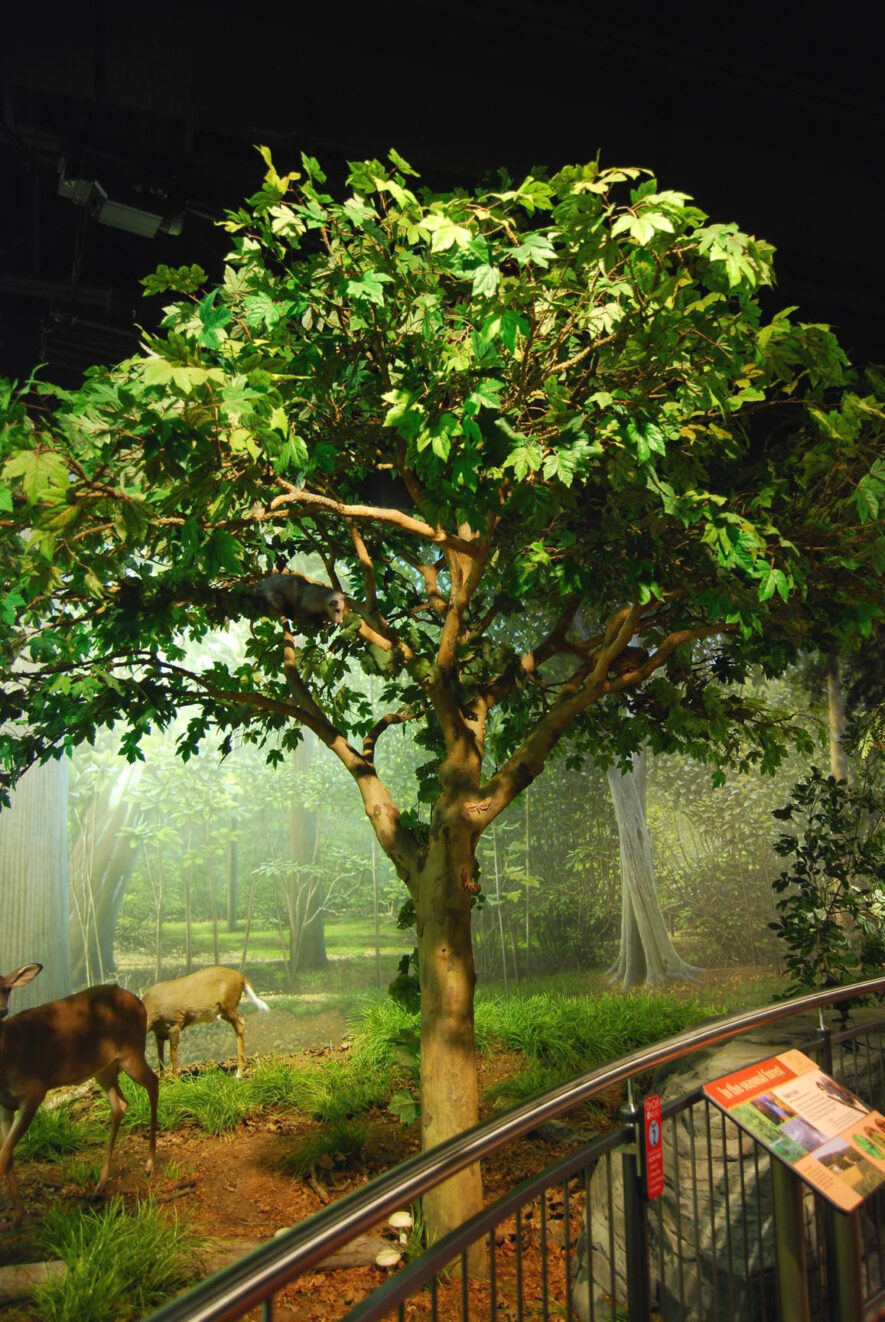 Artificial Sycamore Tree in Wildlife Museum Exhibit